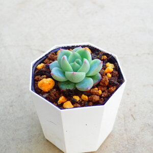 sNNX^@GPxA@A@񂹐A@CeA@ϗtA@@G