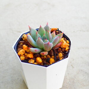 tUS[T@GPxA@A@T{e@AKx@򍪐A@[tHrA@񂹐A@CeA@ϗtA@@G