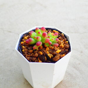 r[eBg@Z_@A@T{e@AKx@򍪐A@[tHrA@񂹐A@CeA@ϗtA@@G