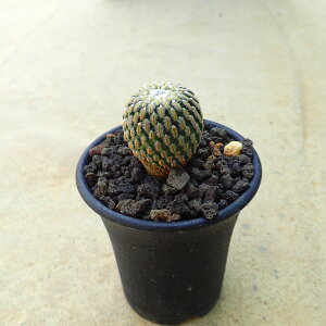 ѐIa×ԉԐIa@crjJvX@A@rU[vc@T{e@AKx@򍪐A@[tHrA@񂹐A@CeA@ϗtA@@G