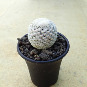 @}~A@A@rU[vc@T{e@AKx@򍪐A@[tHrA@񂹐A@CeA@ϗtA@@G