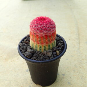 z@GLmZEX@A@T{e@AKx@򍪐A@[tHrA@񂹐A@CeA@ϗtA@@G