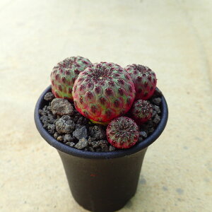 EV[@XRu`A@A@rU[vc@T{e@AKx@򍪐A@[tHrA@񂹐A@CeA@ϗtA@@G