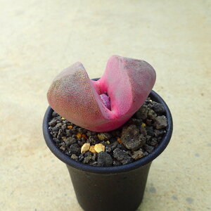 ʁ@Z@rU[vc@A@T{e@AKx@򍪐A@[tHrA@񂹐A@CeA@ϗtA@@G