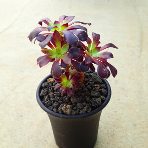 @t@AGIjE@A@rU[vc@T{e@AKx@򍪐A@[tHrA@񂹐A@CeA@ϗtA@@G