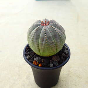 IxT@[tHrA@A@rU[vc@T{e@AKx@򍪐A@@񂹐A@CeA@ϗtA@@G