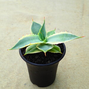 {_с@AKx@A@rU[vc@T{e@AKx@򍪐A@[tHrA@񂹐A@CeA@ϗtA@@G