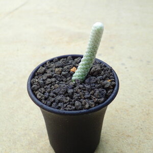 psPA@A{jA@rU[vc@A@T{e@AKx@򍪐A@[tHrA@񂹐A@CeA@ϗtA@@G