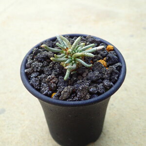 AXgj[iԉԁj@A{jA@A@rU[vc@T{e@AKx@򍪐A@[tHrA@񂹐A@CeA@ϗtA@@G