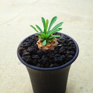 R@(т)@[tHrA@A@rU[vc@T{e@AKx@򍪐A@[tHrA@񂹐A@CeA@ϗtA@@G