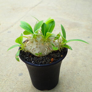 urJE@b΂@pL|fBE@A@rU[vc@T{e@AKx@򍪐A@[tHrA@񂹐A@CeA@ϗtA@@G