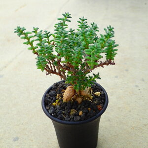 PgigRfBAf}Eu{Xj@Z@rU[vc@A@T{e@AKx@򍪐A@[tHrA@񂹐A@CeA@ϗtA@@G