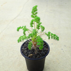 IItB@؃SjE@rU[vc@A@A@T{e@AKx@򍪐A@[tHrA@񂹐A@CeA@ϗtA@@G