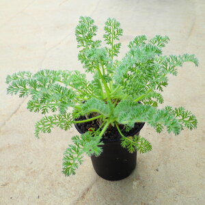 AbyfBNc@؃SjE@rU[vc@A@A@T{e@AKx@򍪐A@[tHrA@񂹐A@CeA@ϗtA@@G