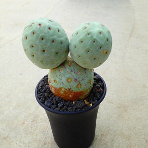 QIgNX@eJN^X@rU[vc@A@T{e@AKx@򍪐A@[tHrA@񂹐A@CeA@ϗtA@@G