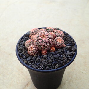 Ԏhہ@MmJLE@A@rU[vc@T{e@AKx@򍪐A@[tHrA@񂹐A@CeA@ϗtA@@G