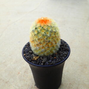 JiG@A@rU[vc@T{e@AKx@򍪐A@[tHrA@񂹐A@CeA@ϗtA@@G