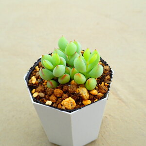 yfX@R`h@A@T{e@AKx@򍪐A@[tHrA@񂹐A@CeA@ϗtA@@G