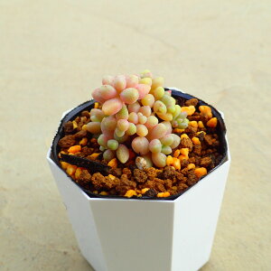 PH@Ovgy^@A@T{e@AKx@򍪐A@[tHrA@񂹐A@CeA@ϗtA@@G