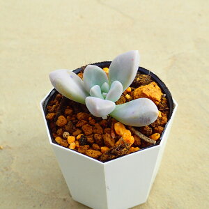 O@Ovgy^@A@T{e@AKx@򍪐A@[tHrA@񂹐A@CeA@ϗtA@@G