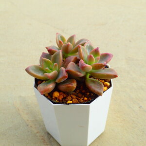 uYP@Ovgy^@A T{e@AKx@򍪐A@[tHrA@񂹐A@CeA@ϗtA@@G