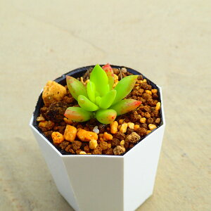 CG[[@Z_@A@T{e@AKx@򍪐A@[tHrA@񂹐A@CeA@ϗtA@@G