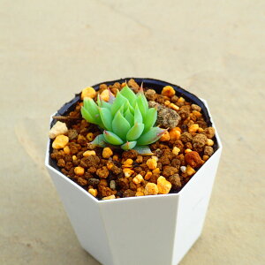 }NhK[@Ovgy^@A@T{e@AKx@򍪐A@[tHrA@񂹐A@CeA@ϗtA@@G