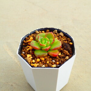 fBVA@GPxA@A@T{e@AKx@򍪐A@[tHrA@񂹐A@CeA@ϗtA@@G