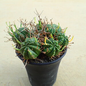 o_yQz@[tHrA@A@rU[vc@T{e@AKx@򍪐A@[tHrA@񂹐A@CeA@ϗtA@@G