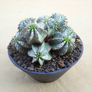 z_yQz@A@rU[vc@T{e@AKx@򍪐A@[tHrA@񂹐A@CeA@ϗtA@@G