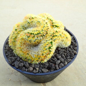 JiGyebJz@A@rU[vc@T{e@AKx@򍪐A@[tHrA@񂹐A@CeA@ϗtA@@G