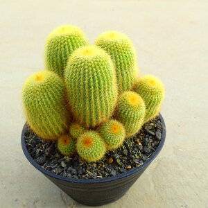 WہyQz@@A@rU[vc@T{e@AKx@򍪐A@[tHrA@񂹐A@CeA@ϗtA@@G