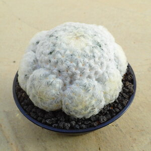 yQz@}~A@A@rU[vc@T{e@AKx@򍪐A@[tHrA@񂹐A@CeA@ϗtA@@G