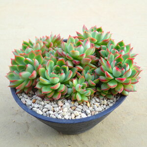 riyQz@GPxA@A@T{e@AKx@򍪐A@[tHrA@񂹐A@CeA@ϗtA@@G