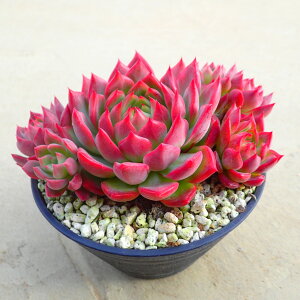 fB[vbhyQz@GPxA@A@T{e@AKx@򍪐A@[tHrA@񂹐A@CeA@ϗtA@@G