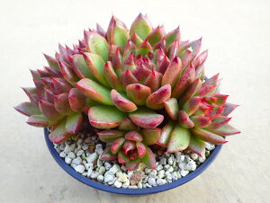 ubNNX^[YyQz@GPxA@A@T{e@AKx@򍪐A@[tHrA@񂹐A@CeA@ϗtA@@G