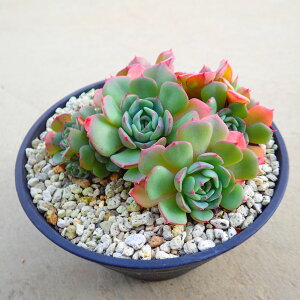 GKX@G`Rielegans EL Chico L92/01)yQz@GPxA@A@T{e@AKx@򍪐A@[tHrA@񂹐A@CeA@ϗtA@@G