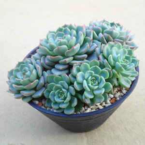 A[XiaronsjyQz@GPxA@A@T{e@AKx@򍪐A@[tHrA@񂹐A@CeA@ϗtA@@G