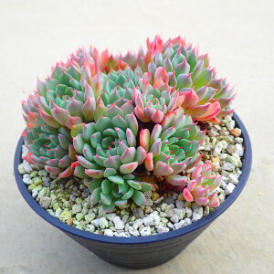 WWiJonjojyebJz@A@rU[vc@T{e@AKx@򍪐A@[tHrA@񂹐A@CeA@ϗtA@@G