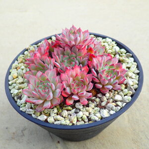 LVRvhjX×NXs_[^`JQyQz@@A@rU[vc@T{e@AKx@򍪐A@[tHrA@񂹐A@CeA@ϗtA@