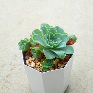 hh^X@AGIjE@A@T{e@AKx@򍪐A@[tHrA@񂹐A@CeA@ϗtA@@G