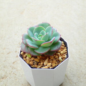 s[`N[@GPxA@A@T{e@AKx@򍪐A@[tHrA@񂹐A@CeA@ϗtA@@G