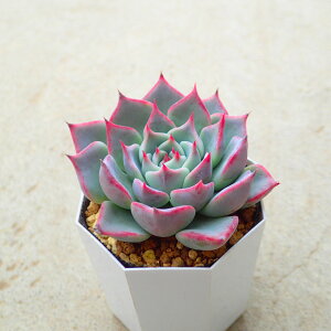 `GVX@CGR@GPxA@A@񂹐A@CeA@ϗtA@@G