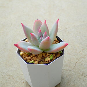 R[^@^pp@GPxA@A@T{e@AKx@򍪐A@[tHrA@񂹐A@CeA@ϗtA@@G