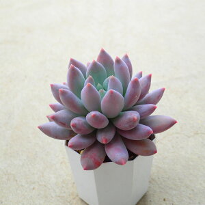 R[^×xr[tBK[@GPxA@A@T{e@AKx@򍪐A@[tHrA@񂹐A@CeA@ϗtA@@G