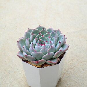 R[^ × TP@GPxA zc@A@T{e@AKx@򍪐A@[tHrA@񂹐A@CeA@ϗtA@@G