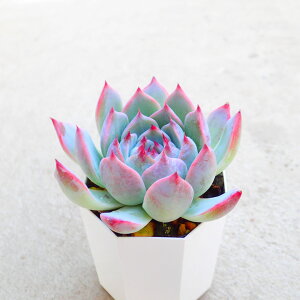 Y@GPxA@A@T{e@AKx@򍪐A@[tHrA@񂹐A@CeA@ϗtA@