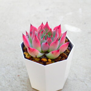 R^E@GPxA@A@T{e@AKx@򍪐A@[tHrA@񂹐A@CeA@ϗtA@@G