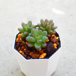 zCgXg[Ou@Z_@A@T{e@AKx@򍪐A@[tHrA@񂹐A@CeA@ϗtA@@G