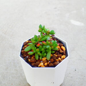 gt@NbX@A@T{e@AKx@򍪐A@[tHrA@񂹐A@CeA@ϗtA@@G